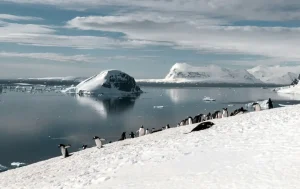 Penguins walking on snowy slope overlooking icy ocean and distant icebergs