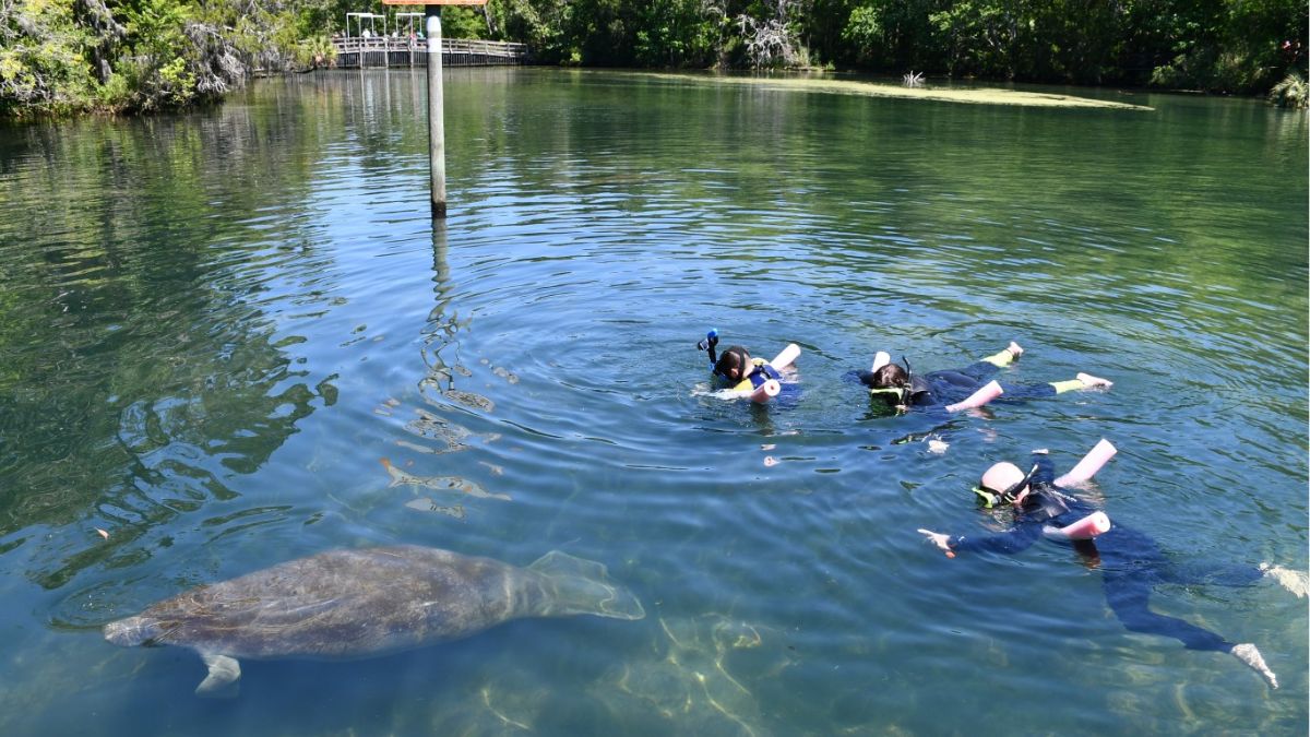 Crystal River Florida with snorkelers swimming near a manatee in clear freshwater spring water
