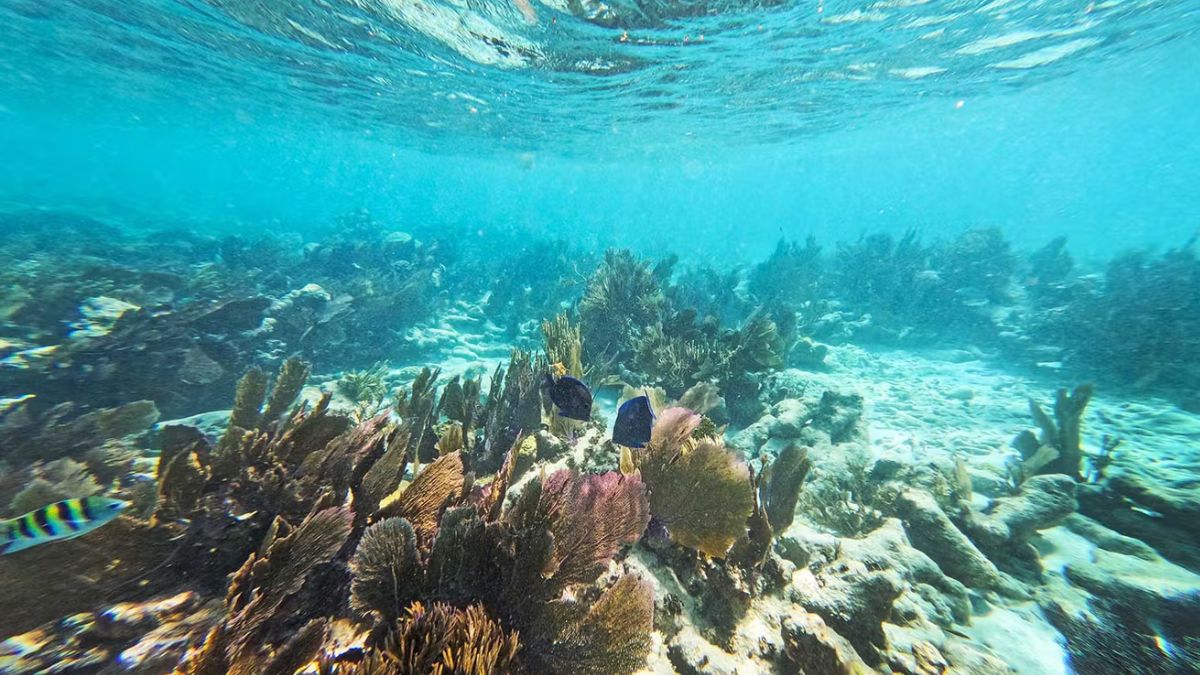 Snorkelers exploring the clear turquoise waters of John Pennekamp Coral Reef State Park in Key Largo, Florida